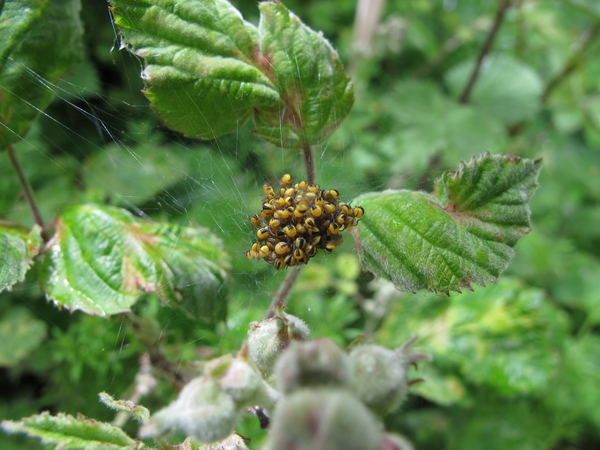 De kruisspin (Araneus diadematus) (7)