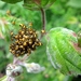 De kruisspin (Araneus diadematus) (13)