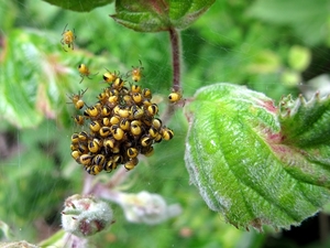 De kruisspin (Araneus diadematus) (13)