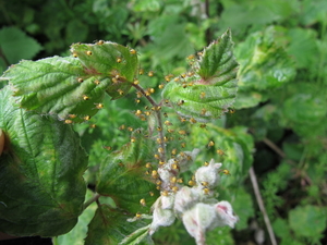 De kruisspin (Araneus diadematus) (17)