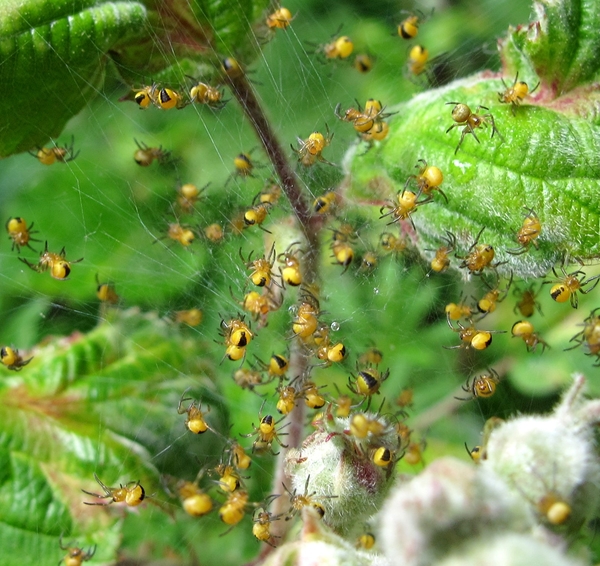 De kruisspin (Araneus diadematus) (22)