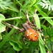 foto,s4 (480)