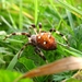 foto,s4 (479)