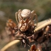 spinnen (74)