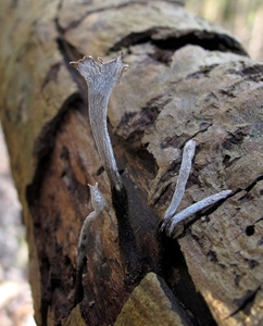De geweizwam (Xylaria hypoxylon) (1)
