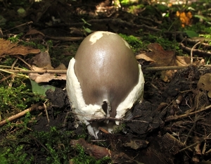 de groene knolanamiet,(Amanita phalloides)