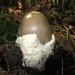 de groene knolanamiet,,(Amanita phalloides)