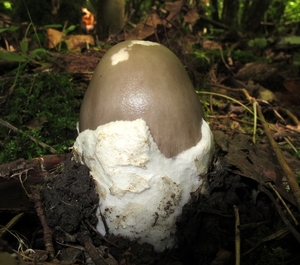 de groene knolanamiet,,(Amanita phalloides)