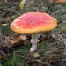 De vliegenzwam (Amanita muscaria) (1)