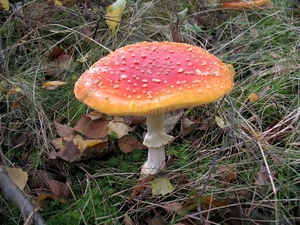 De vliegenzwam (Amanita muscaria) (1)