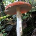 De vliegenzwam (Amanita muscaria) (2)