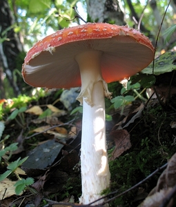 De vliegenzwam (Amanita muscaria) (2)