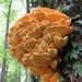 De zwavelzwam (Laetiporus sulphureus)  (2)