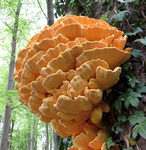 De zwavelzwam (Laetiporus sulphureus)  (2)