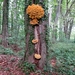 De zwavelzwam (Laetiporus sulphureus)  (4)