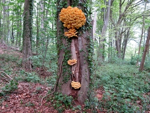 De zwavelzwam (Laetiporus sulphureus)  (4)