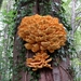 De zwavelzwam (Laetiporus sulphureus)  (5)