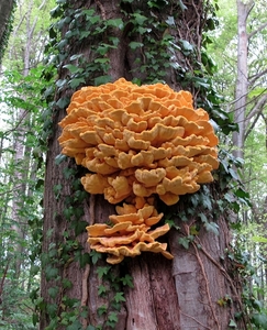 De zwavelzwam (Laetiporus sulphureus)  (5)