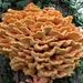 De zwavelzwam (Laetiporus sulphureus)  (6)