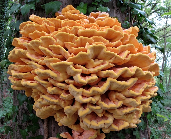 De zwavelzwam (Laetiporus sulphureus)  (6)