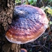 Echte tonderzwam (Fomes fomentarius) (1)