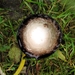 geschubde inktzwam (Coprinus comatus) (2)