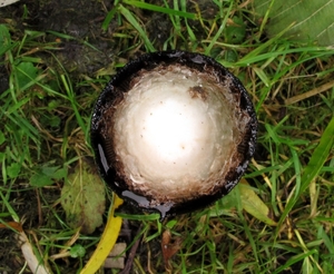 geschubde inktzwam (Coprinus comatus) (2)