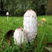 geschubde inktzwam (Coprinus comatus) (3)