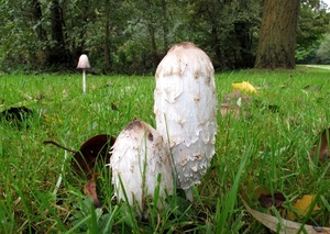geschubde inktzwam (Coprinus comatus) (3)