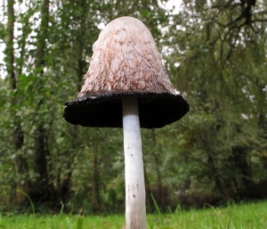 geschubde inktzwam (Coprinus comatus)