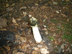 grote stinkzwam (Phallus impudicus)