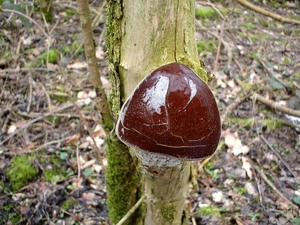 Judasoor Auricularia auricula (1)