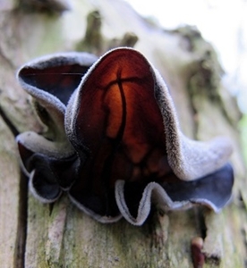 Judasoor Auricularia auricula (1).jpg - kopie