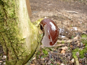 Judasoor Auricularia auricula (2)