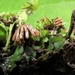 Marchantia polymorpha (parapluutjesmos)