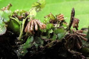 Marchantia polymorpha (parapluutjesmos)