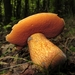 netstelige heksenboleet[Boletus lurides]