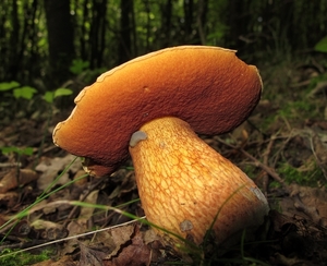 netstelige heksenboleet[Boletus lurides]