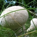 parelstuifzwam[Lycoperdon perlatum] (2)