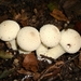 parelstuifzwam[Lycoperdon perlatum]