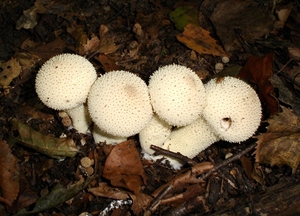 parelstuifzwam[Lycoperdon perlatum]