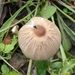 Plooirokje (Coprinus plicatilis)