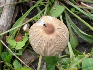 Plooirokje (Coprinus plicatilis)