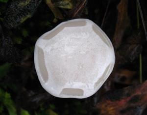 Sneeuwzwammetje (Hygrocybe virginea) (2)