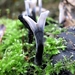 Xylaria hypoxylon (gewei paddestoel