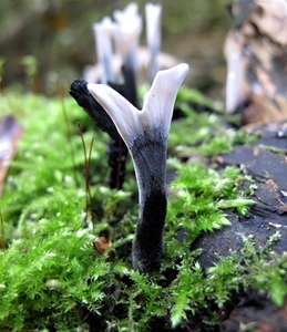 Xylaria hypoxylon (gewei paddestoel