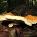 zwavelzwam Laetiporus sulphureus (3)