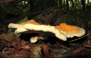 zwavelzwam Laetiporus sulphureus (3)