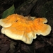 zwavelzwamLaetiporus sulphureus (4)