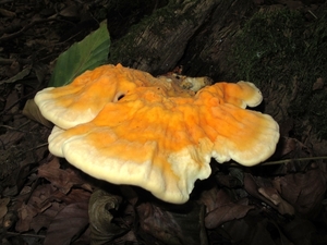 zwavelzwamLaetiporus sulphureus (4)